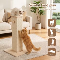 PET CAT PO L BE 03