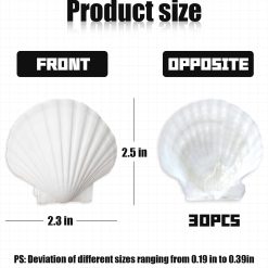 Alternative view of 30Pcs Seashells for Crafts,Scallop Shells for Beach Decoration,2-3In Seashells for DIY Craft Painting，White Sea Shells for Beaching Wedding,Party,Home Decoration