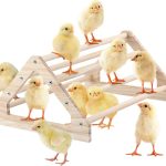 Wooden Chick Perch Stand, Pine Roosting Bar, Jungle Gym Perch Toys for Chicken Coop & Brooder, Bird Perch for Baby Chicks & Parrots (Large)