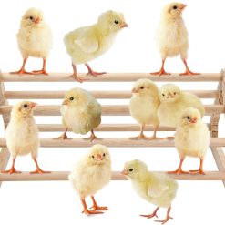 Alternative view of Wooden Chick Perch Stand, Pine Roosting Bar, Jungle Gym Perch Toys for Chicken Coop & Brooder, Bird Perch for Baby Chicks & Parrots (Large)